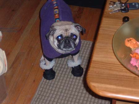 pugslyInBoots2