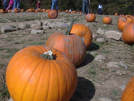 pumpkins